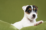 liegender Parson Russell Terrier Welpe / lying PRT puppy