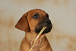 Rhodesian Ridgeback Welpe / rhodesian ridgeback puppy