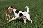 Parson Russell Terrier