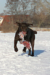 Labrador Retriever