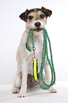 Parson Russell Terrier