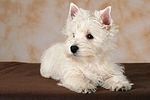 liegender West Highland White Terrier Welpe / lying West Highland White Terrier Puppy