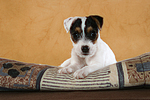 liegender Parson Russell Terrier Welpe / lying PRT puppy