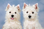 West Highland White Terrier Welpen / West Highland White Terrier Puppies