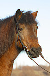 Isländer / icelandic horse