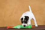 Parson Russell Terrier Welpe / PRT puppy