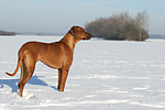 Rhodesian Ridgeback im Schnee / Rhodesian Ridgeback in snow