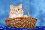 Sibirische Katze / siberian cat