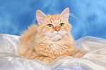 Sibirische Katze / siberian cat