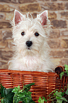 West Highland White Terrier Welpe / West Highland White Terrier Puppy