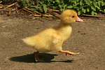 junge Warzenente / young muscovy duck