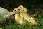 Warzenenten / muscovy ducks