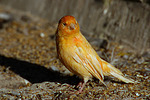 Kanarienvogel / canary