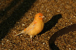 Kanarienvogel / canary