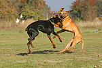 Dobermann und Rhodesian Ridgeback / Doberman Pinscher and Rhodesian Ridgeback