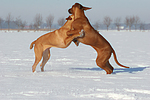 spielende Rhodesian Ridgebacks / playing Rhodesian Ridgebacks