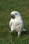 Kakadu im Gras / cockatoo in grass