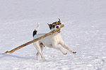 Parson Russell Terrier spielt im Schnee / playing PRT in snow