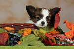 Papillon Welpe / papillon puppy