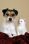 Parson Russell Terrier und Kätzchen / parson russell terrier and kitten