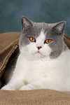 Britisch Kurzhaar / british shorthair