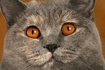 Britisch Kurzhaar / british shorthair