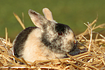 Zwergkaninchen / dwarf rabbit