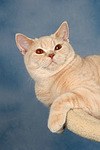 Britisch Kurzhaar / british shorthair