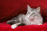 liegende Maine Coon / lying Maine Coon