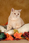 Britisch Kurzhaar / british shorthair