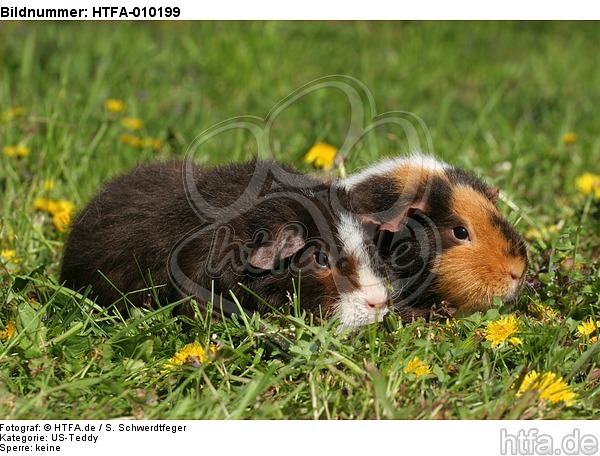 US-Teddy Meerschweine / US-Teddy guninea pigs / HTFA-010199