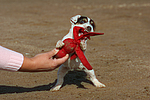 Parson Russell Terrier Welpe / parson russell terrier puppy