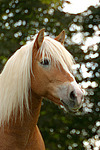 Haflinger Portrait / haflinger horse portrait