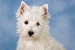 West Highland White Terrier Welpe / West Highland White Terrier Puppy