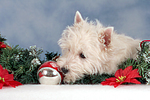 West Highland White Terrier Welpe / West Highland White Terrier Puppy