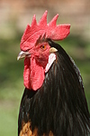 Vorwerkhuhn Hahn Portrait / cock portrait