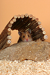 Goldhamster / golden hamster