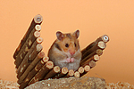 Goldhamster / golden hamster