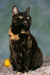 Hauskatze / domestic cat