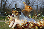 Parson Russell Terrier und Zwergkaninchen / prt and dwarf rabbit