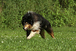 rennender Langhaarcollie / running longhaired collie