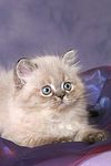 liegendes Perser Colourpoint Kätzchen / lying persian colourpoint kitten