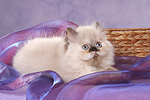 liegendes Perser Colourpoint Kätzchen / lying persian colourpoint kitten