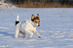 Parson Russell Terrier rennt durch den Schnee / PRT running through snow