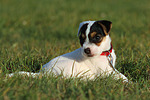 liegender Parson Russell Terrier Welpe / lying PRT puppy