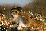 Parson Russell Terrier und Widderkaninchen / prt and bunny