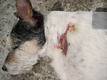 Parson Russell Terrier mit Verletzung / injured PRT