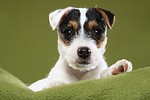 liegender Parson Russell Terrier Welpe / lying PRT puppy