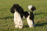 Zwergpudel / toy poodle