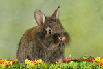 Löwenköpfchen / lion-headed bunny